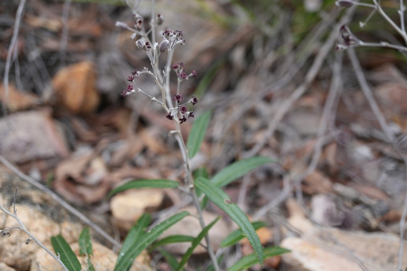 Astrotricha brachyandra photo 8