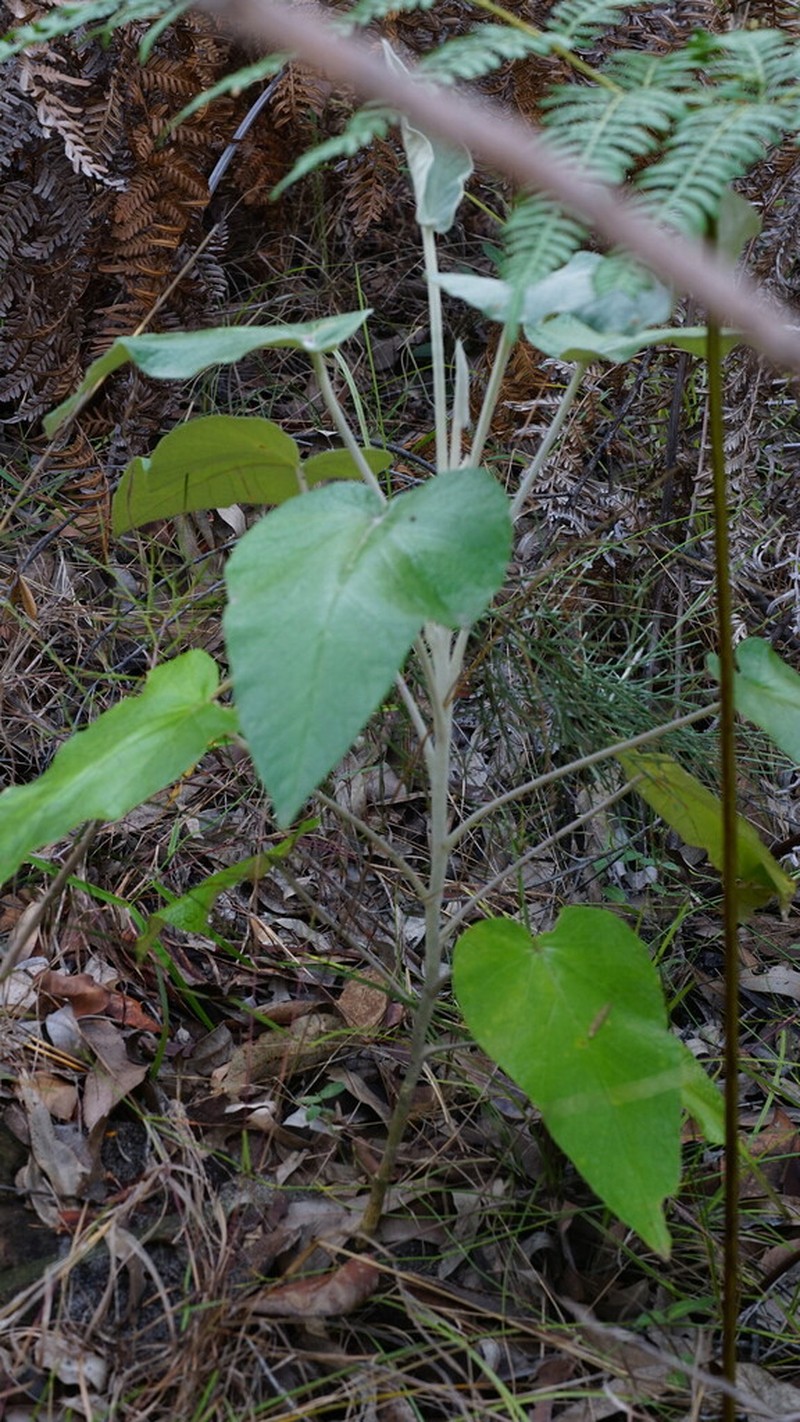 Astrotricha cordata photo 2