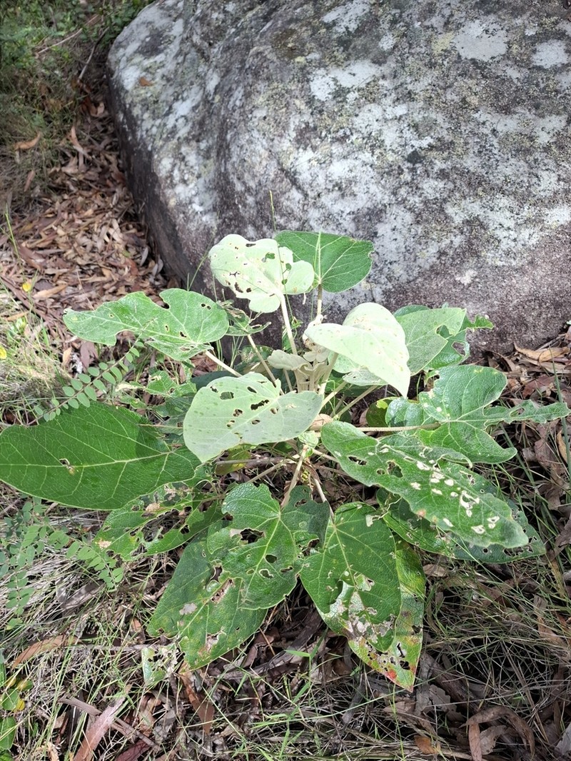 Astrotricha cordata photo 5