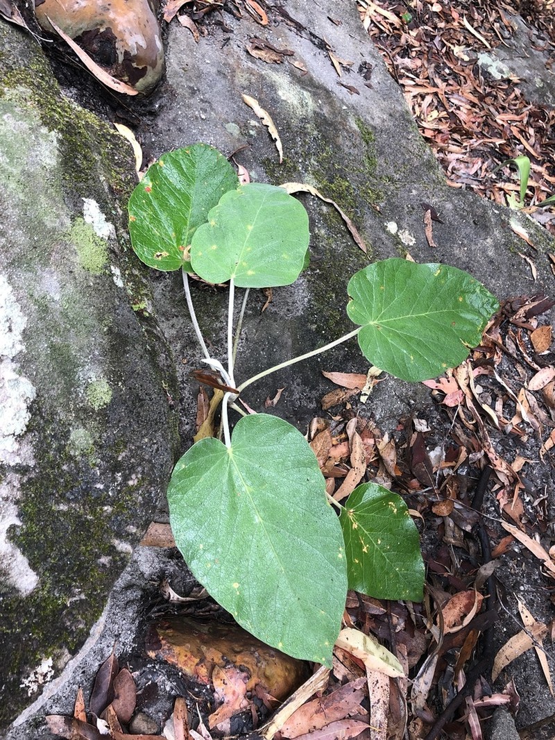 Astrotricha cordata photo 7