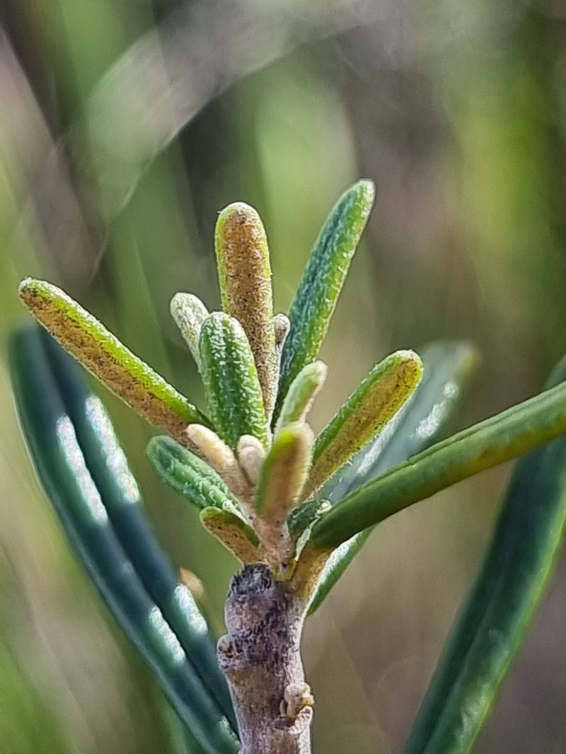 Astrotricha crassifolia