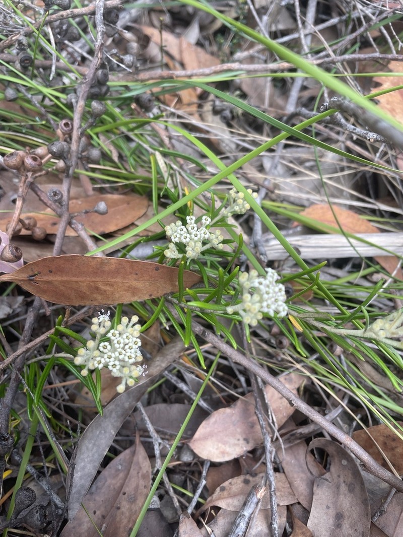 Astrotricha crassifolia photo 2