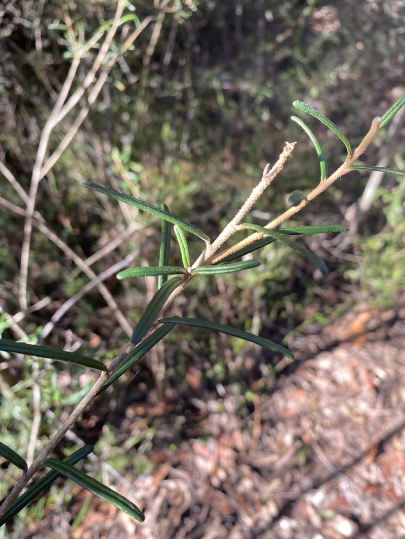 Astrotricha crassifolia photo 3