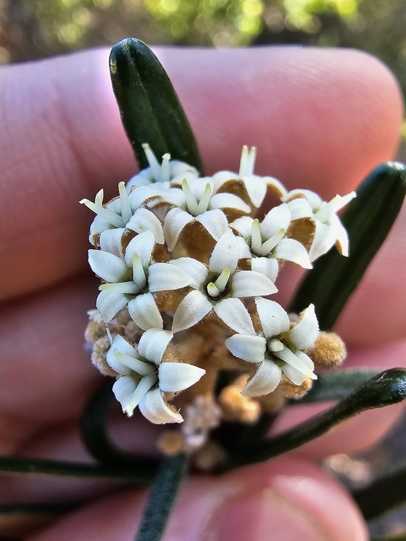 Astrotricha crassifolia photo 4