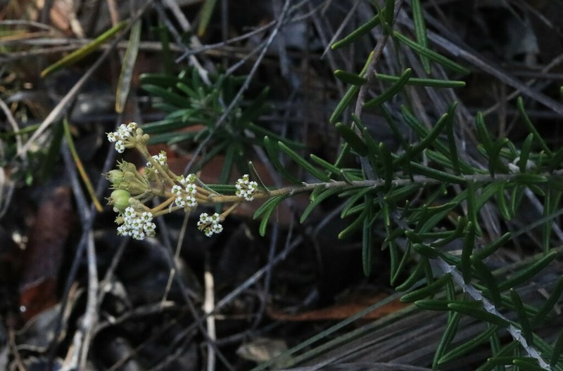 Astrotricha crassifolia photo 5