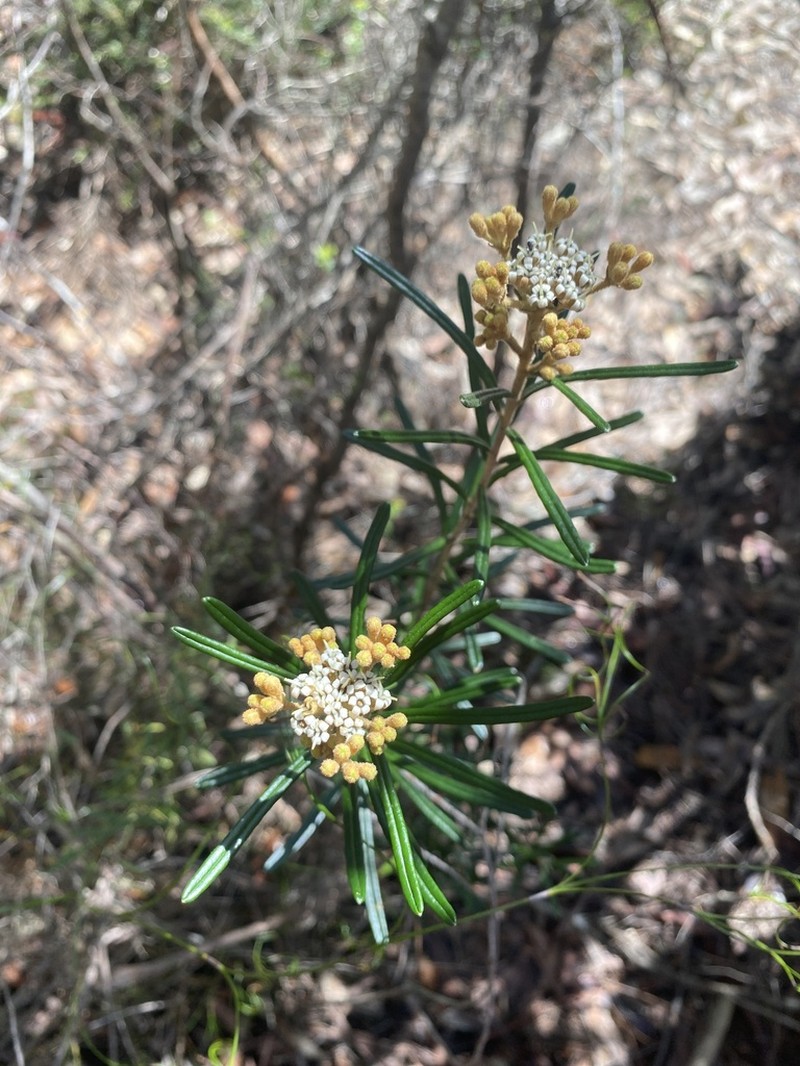 Astrotricha crassifolia photo 6