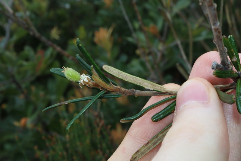 Astrotricha crassifolia photo 7