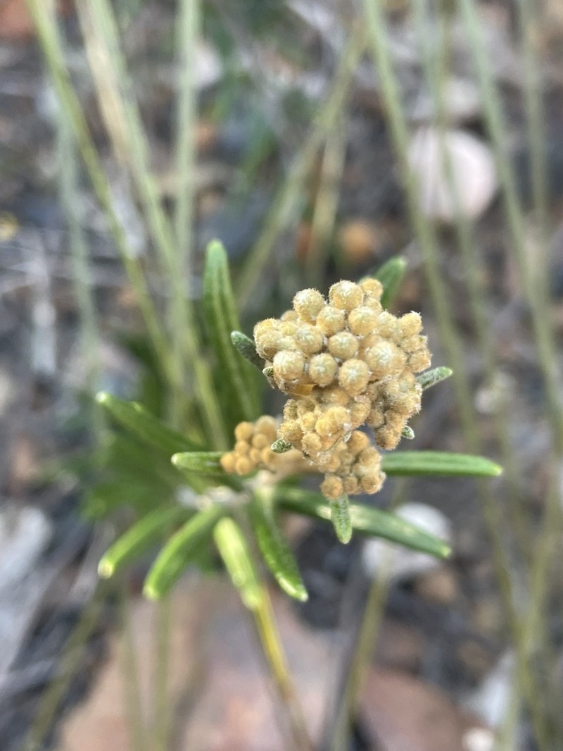 Astrotricha crassifolia photo 8