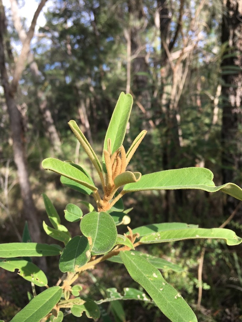 Astrotricha floccosa