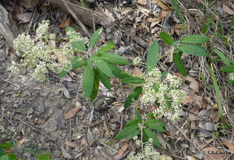 Astrotricha floccosa photo 2