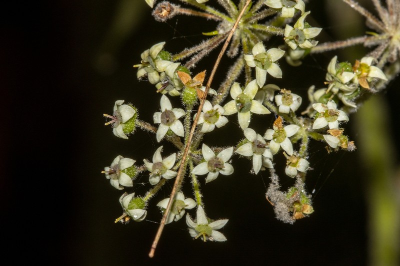 Astrotricha floccosa photo 3