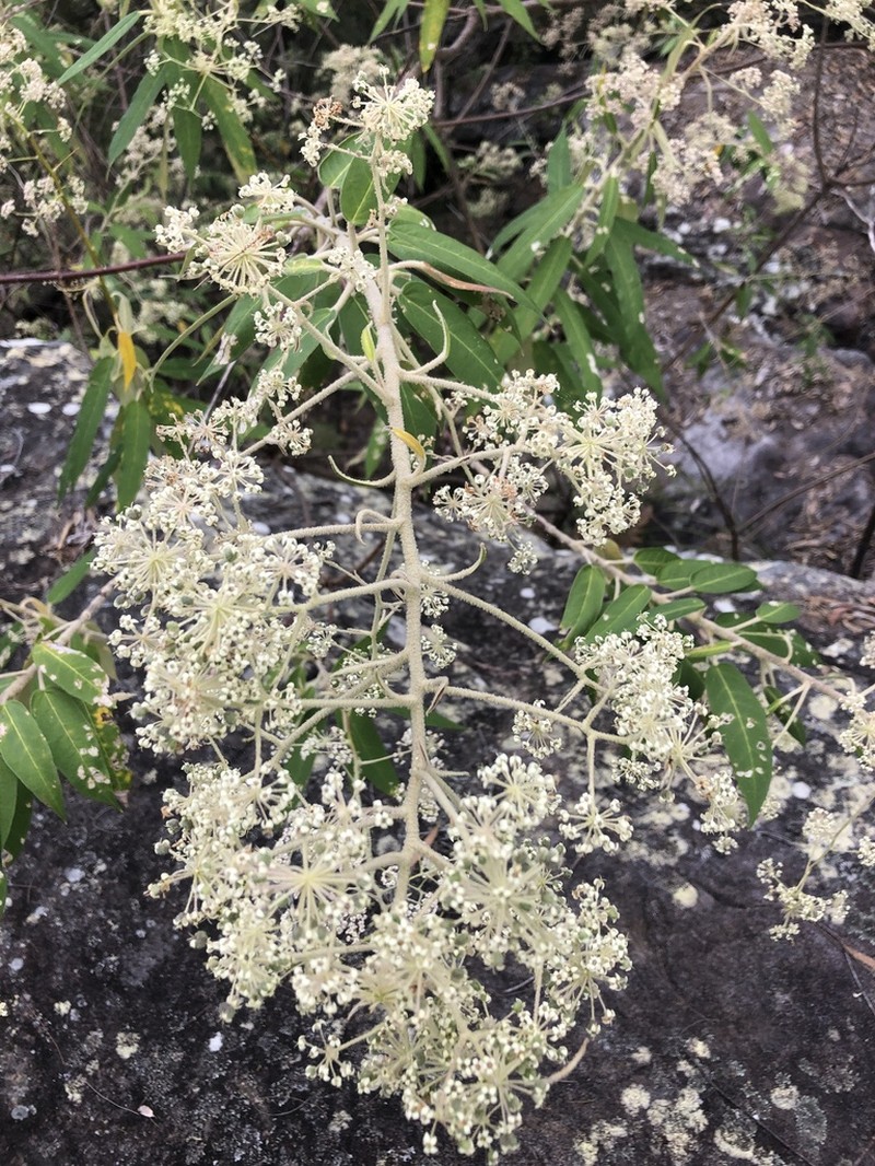 Astrotricha floccosa photo 5