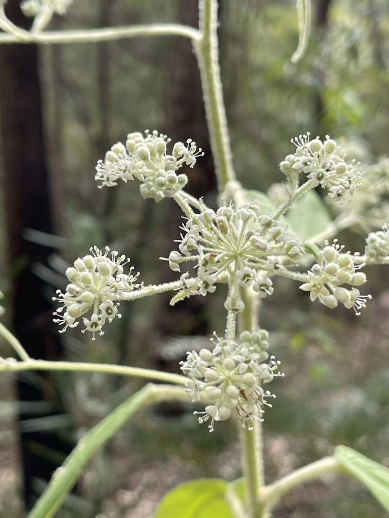 Astrotricha floccosa photo 7