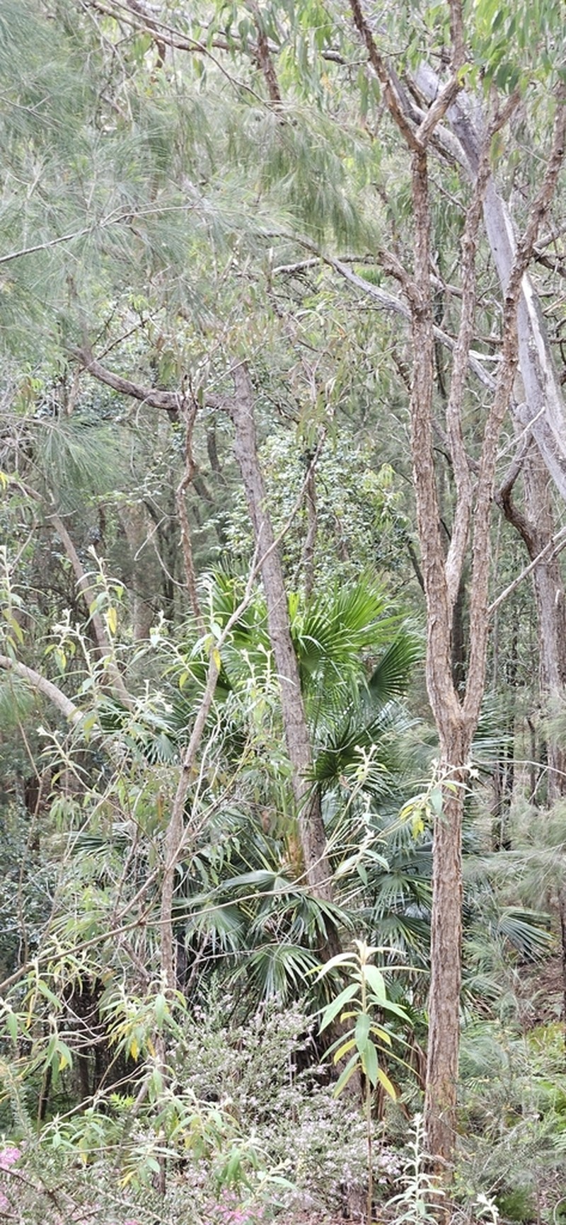 Astrotricha floccosa photo 8