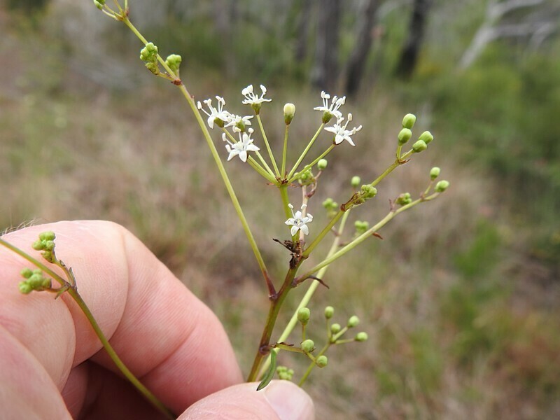 Astrotricha glabra