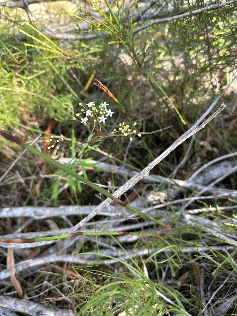 Astrotricha glabra photo 2