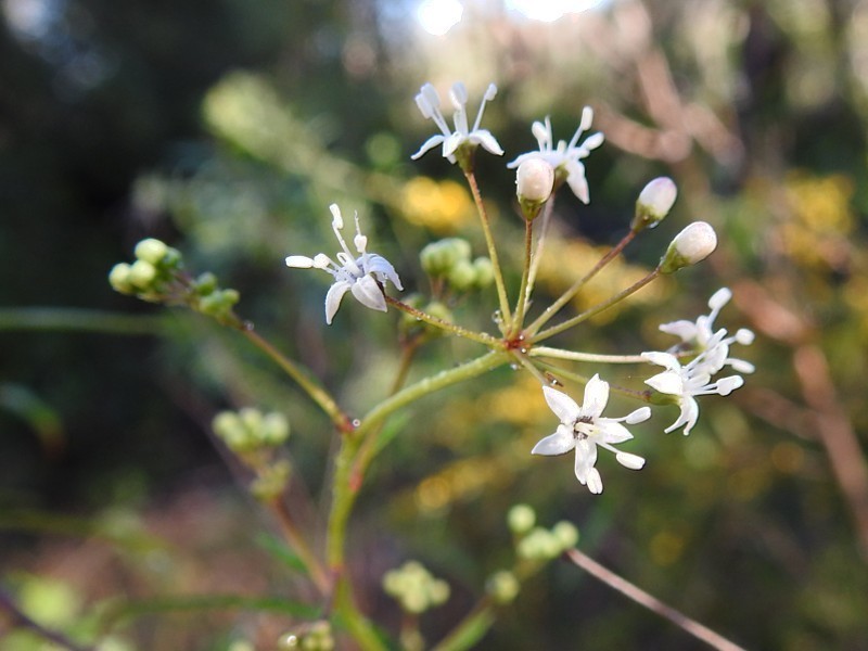 Astrotricha glabra photo 3