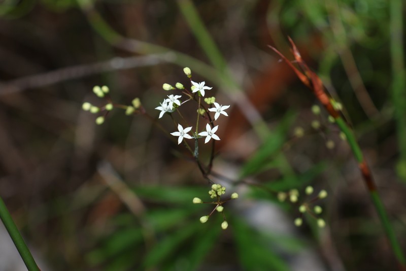 Astrotricha glabra photo 4