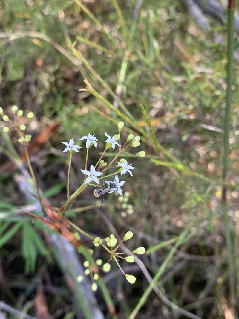 Astrotricha glabra photo 5