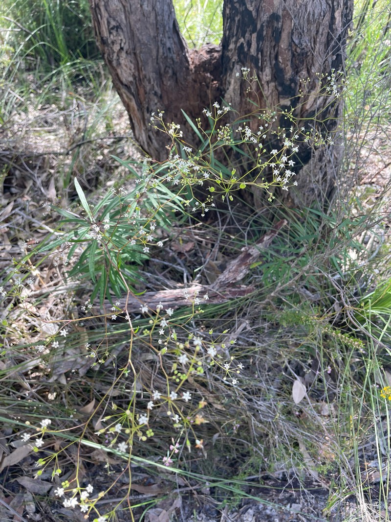 Astrotricha glabra photo 6