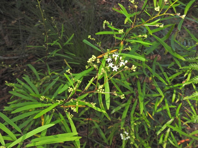Astrotricha glabra photo 7