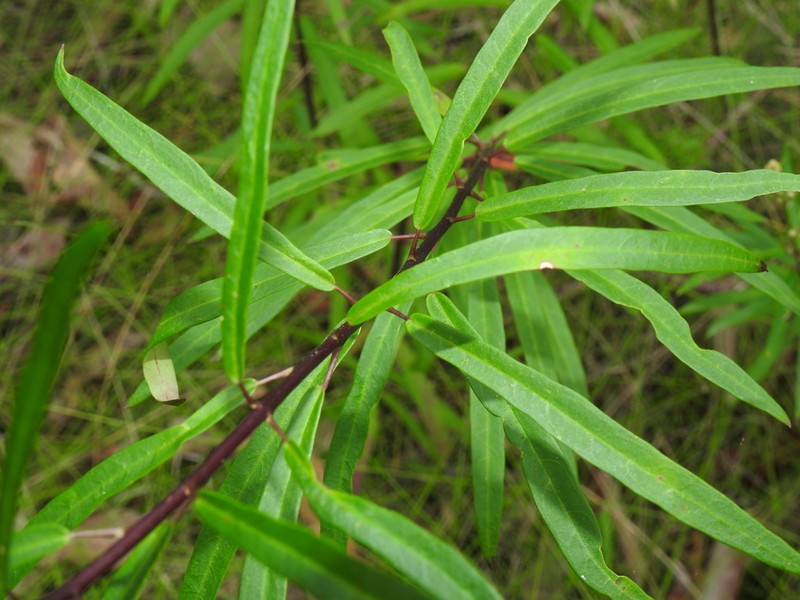 Astrotricha glabra photo 8