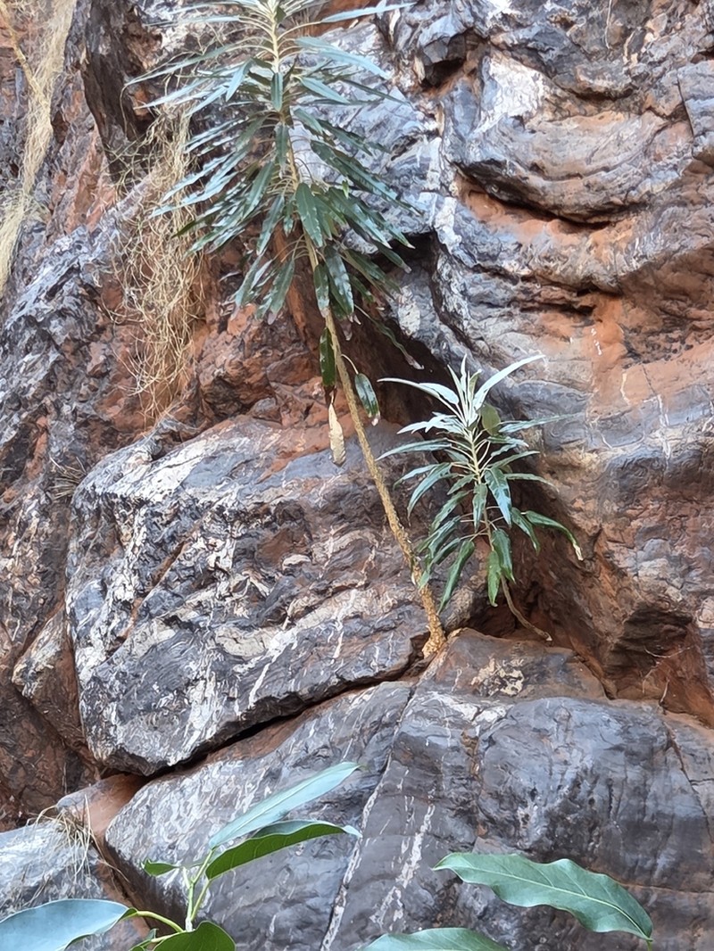 Astrotricha hamptonii