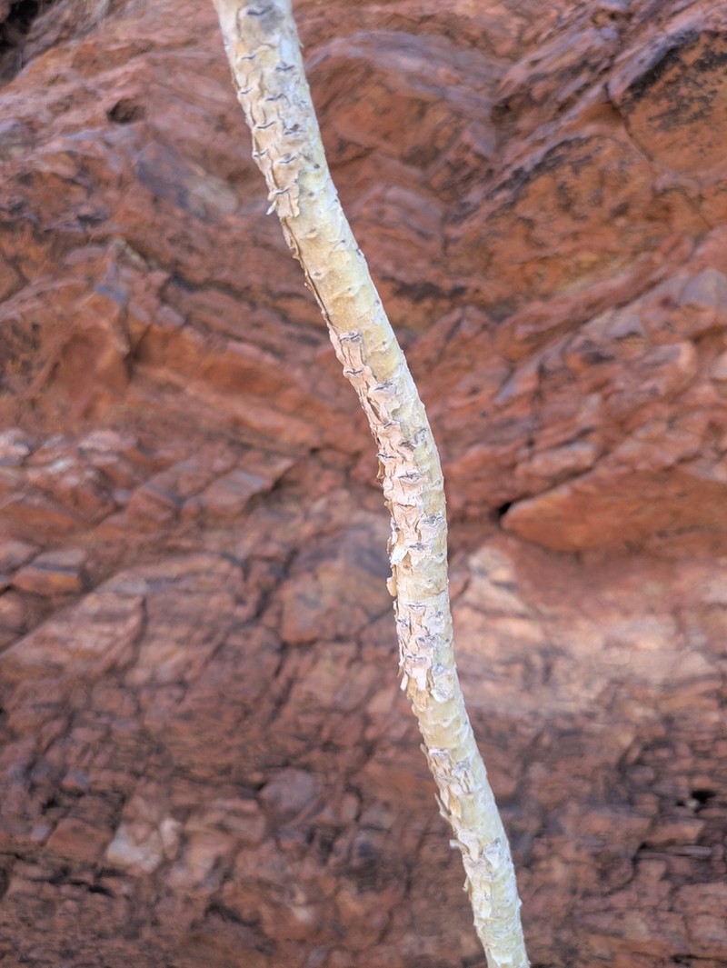 Astrotricha hamptonii photo 2