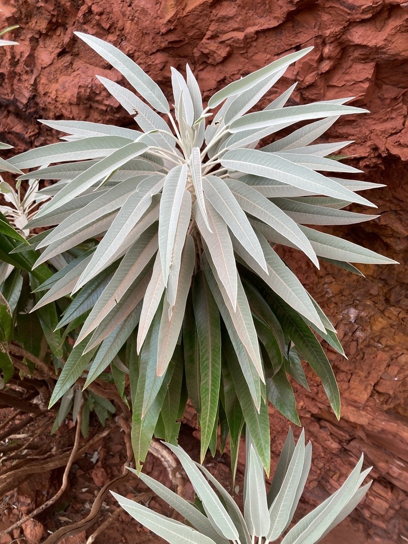 Astrotricha hamptonii photo 8