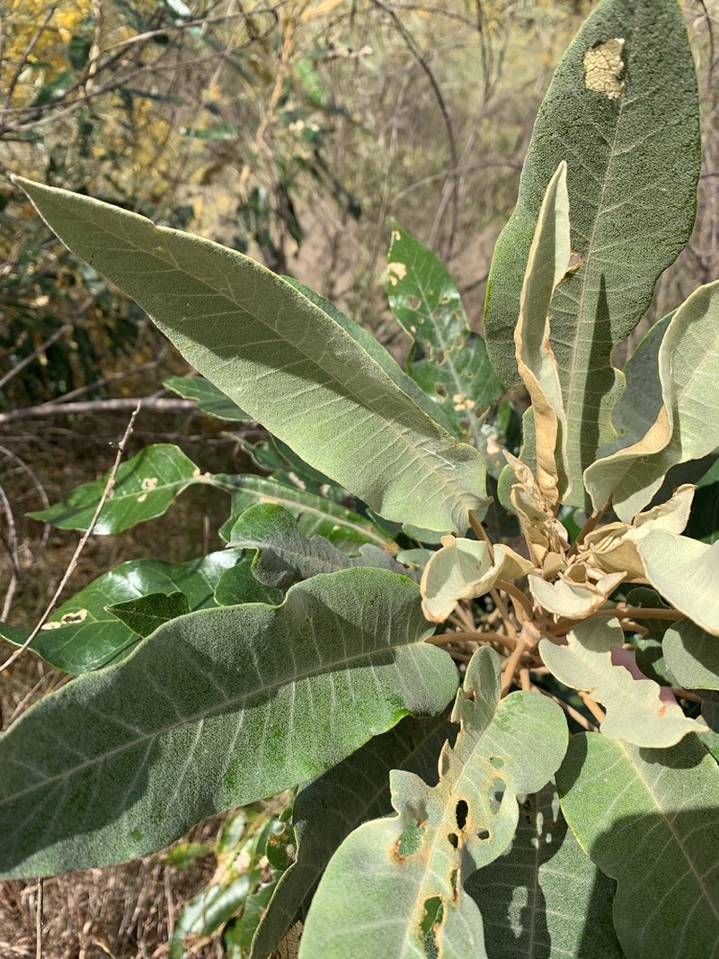 Astrotricha intermedia