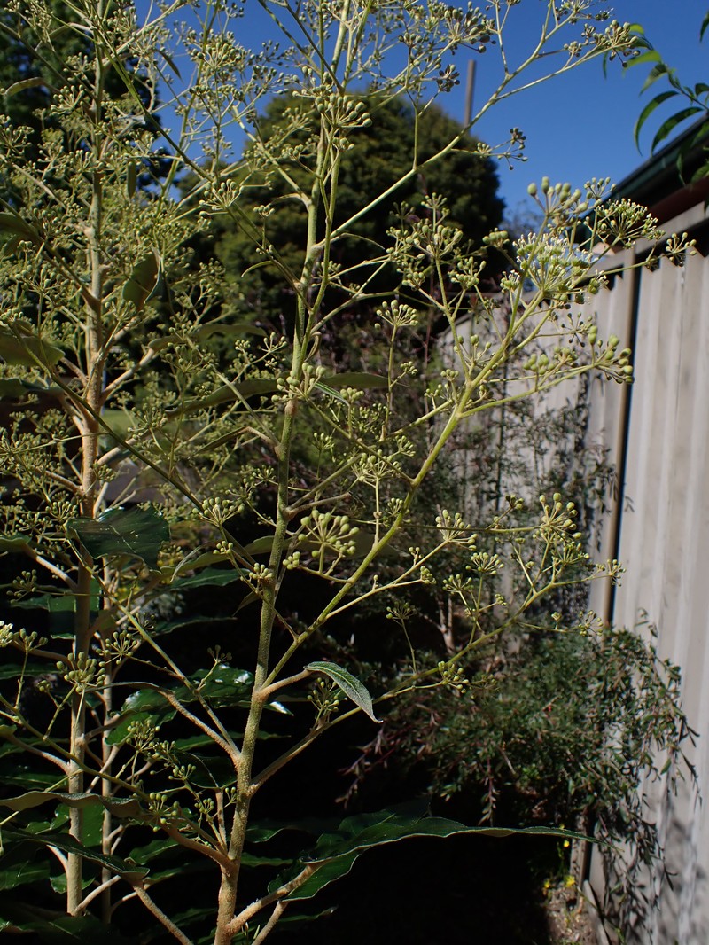 Astrotricha latifolia