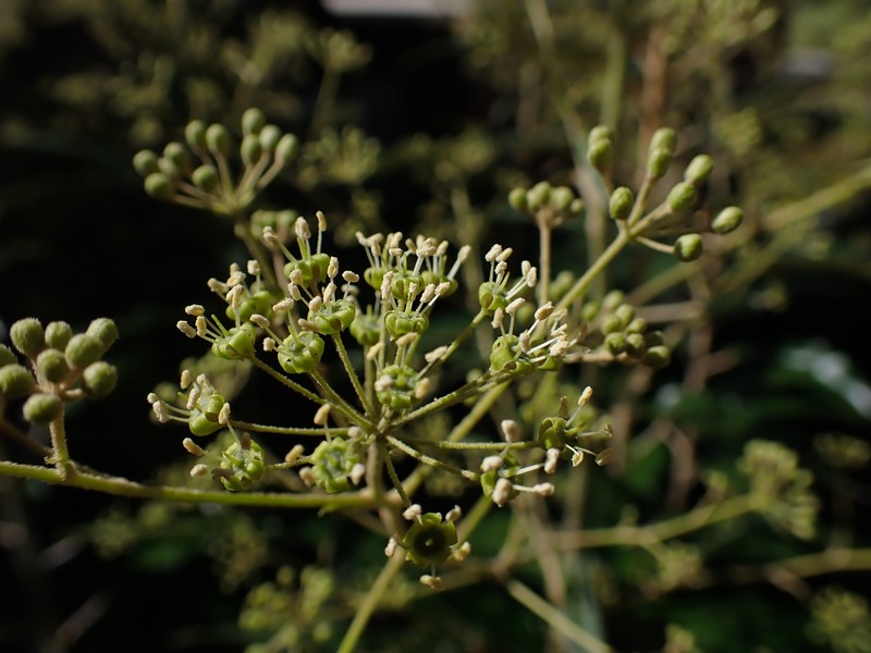 Astrotricha latifolia photo 2