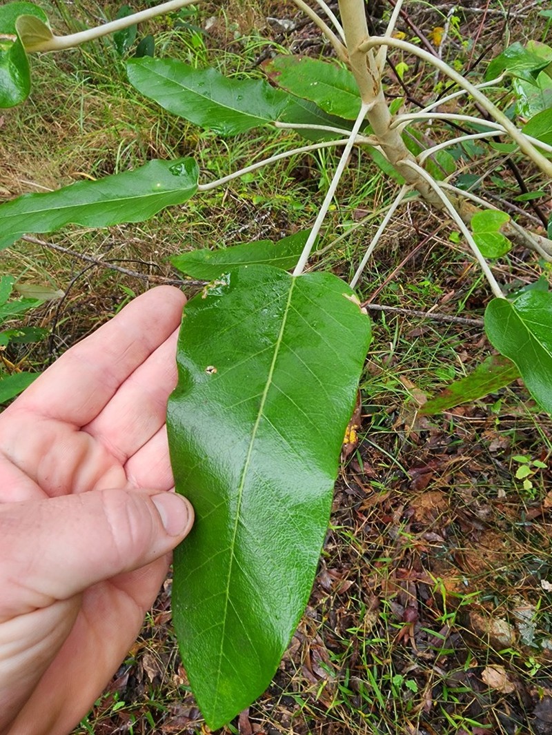 Astrotricha latifolia photo 3