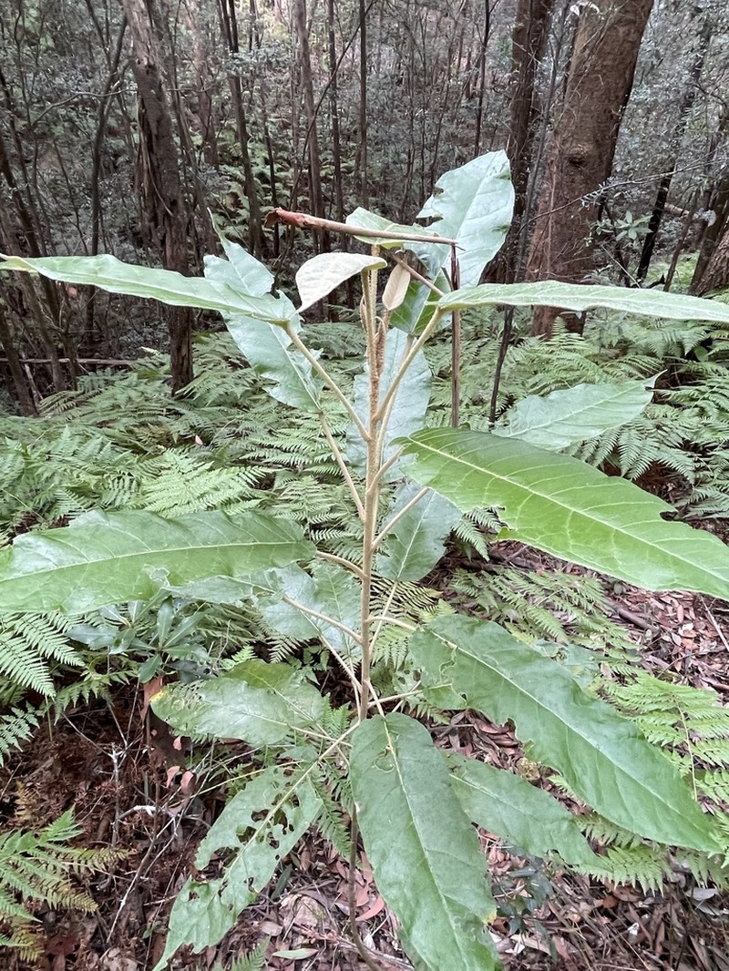 Astrotricha latifolia photo 4