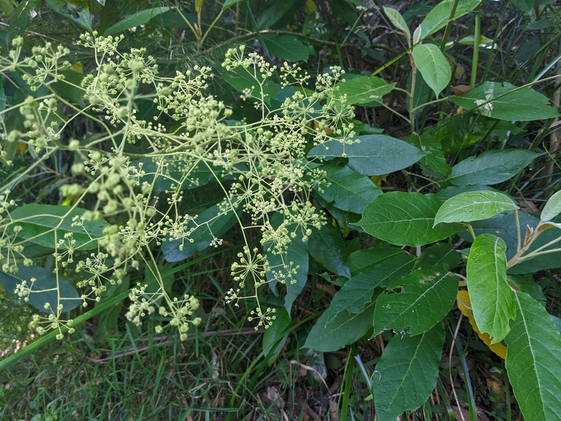 Astrotricha latifolia photo 5