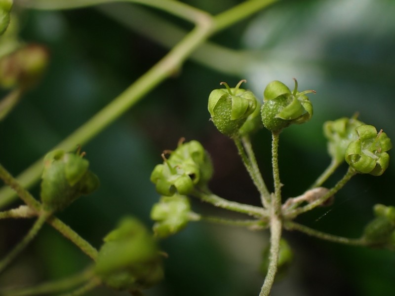 Astrotricha latifolia photo 6