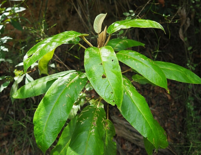 Astrotricha latifolia photo 7
