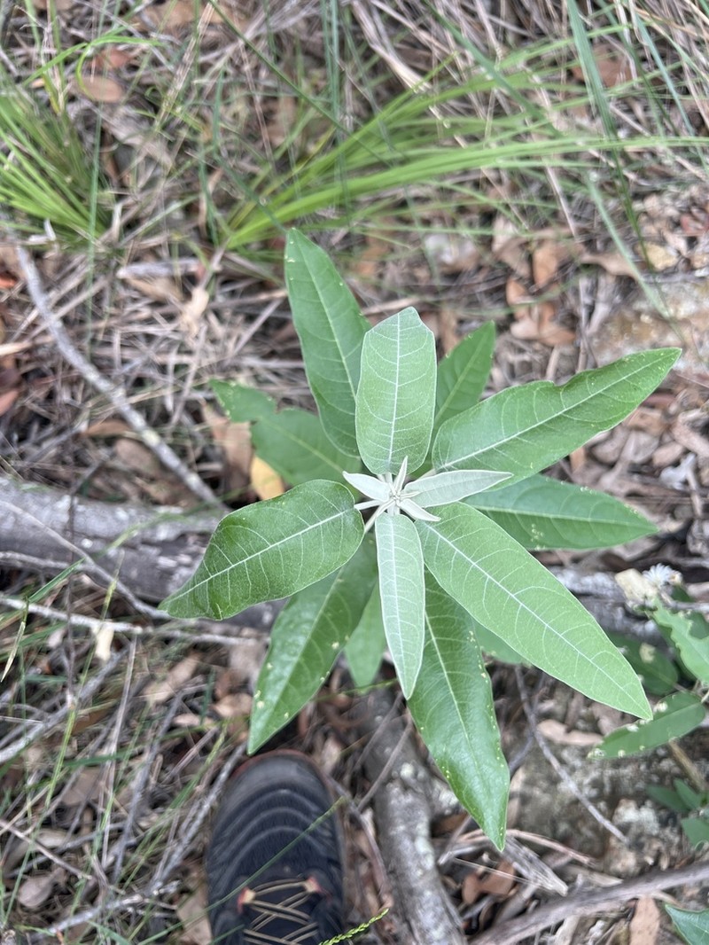 Astrotricha latifolia photo 8