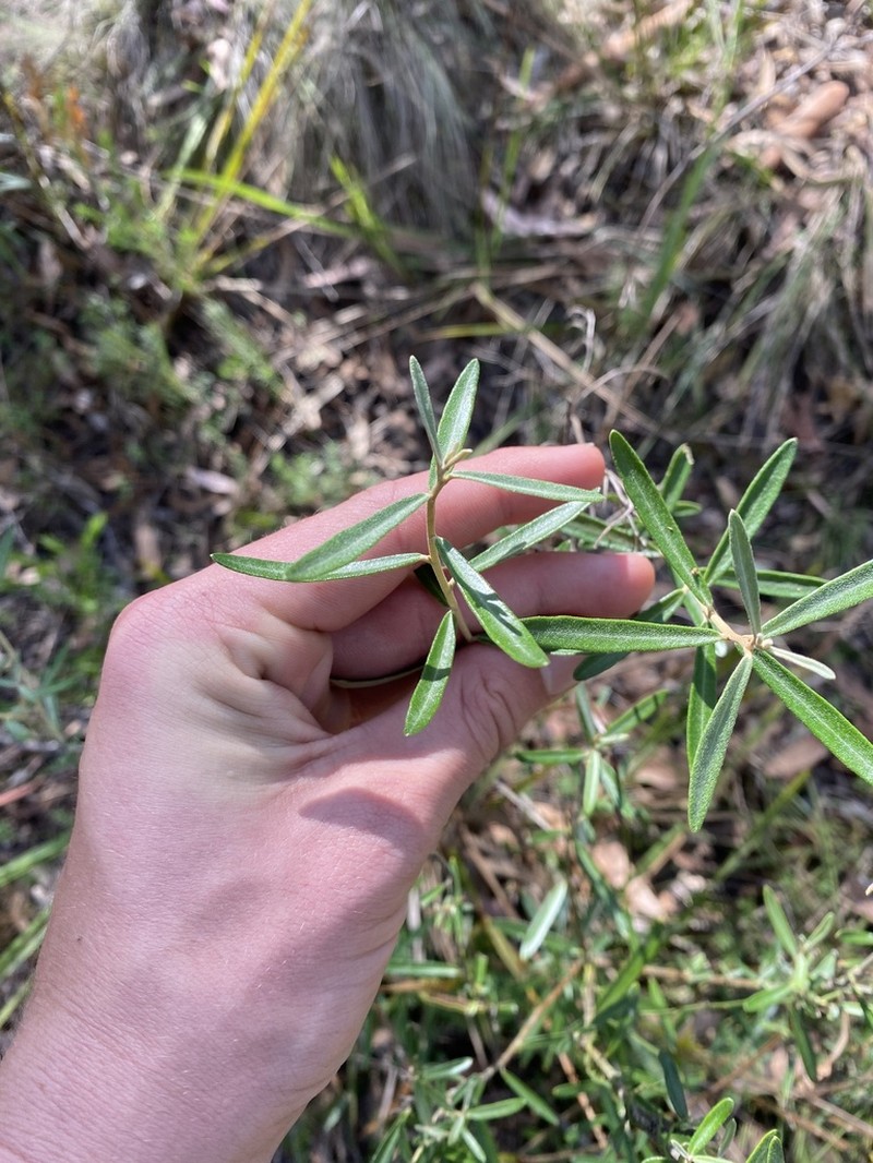 Astrotricha ledifolia photo 2