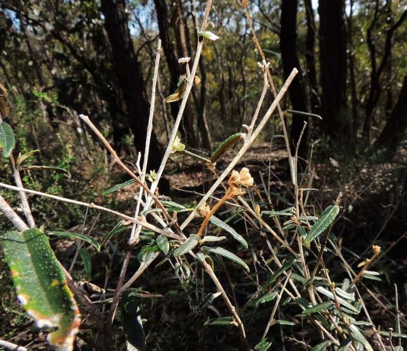 Astrotricha ledifolia photo 3