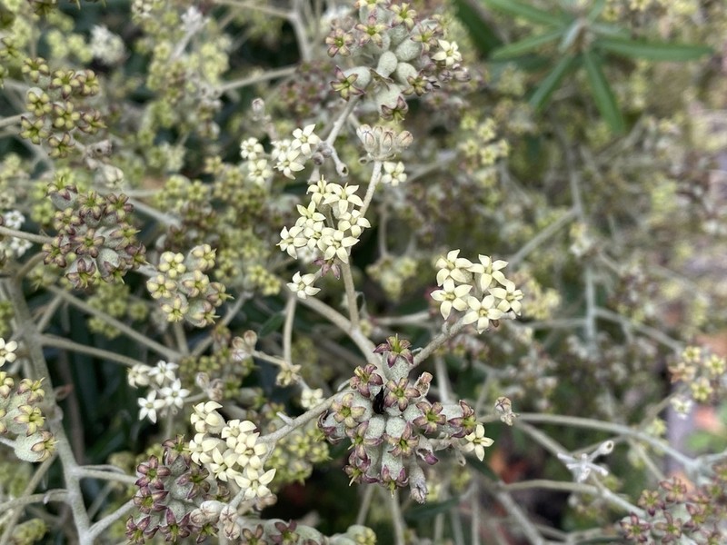 Astrotricha ledifolia photo 4