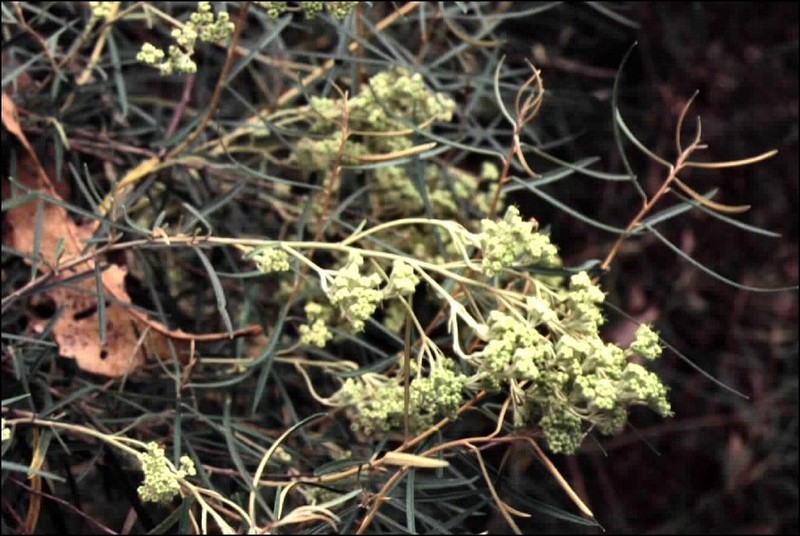 Astrotricha ledifolia photo 5