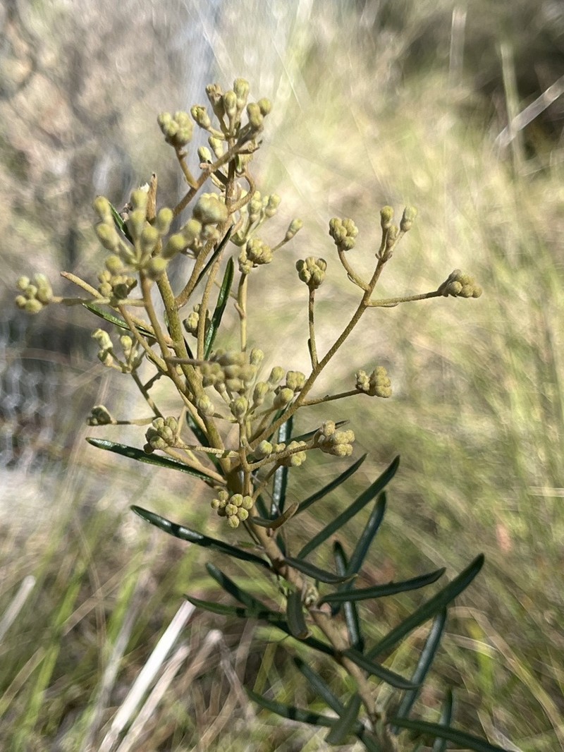 Astrotricha ledifolia photo 6