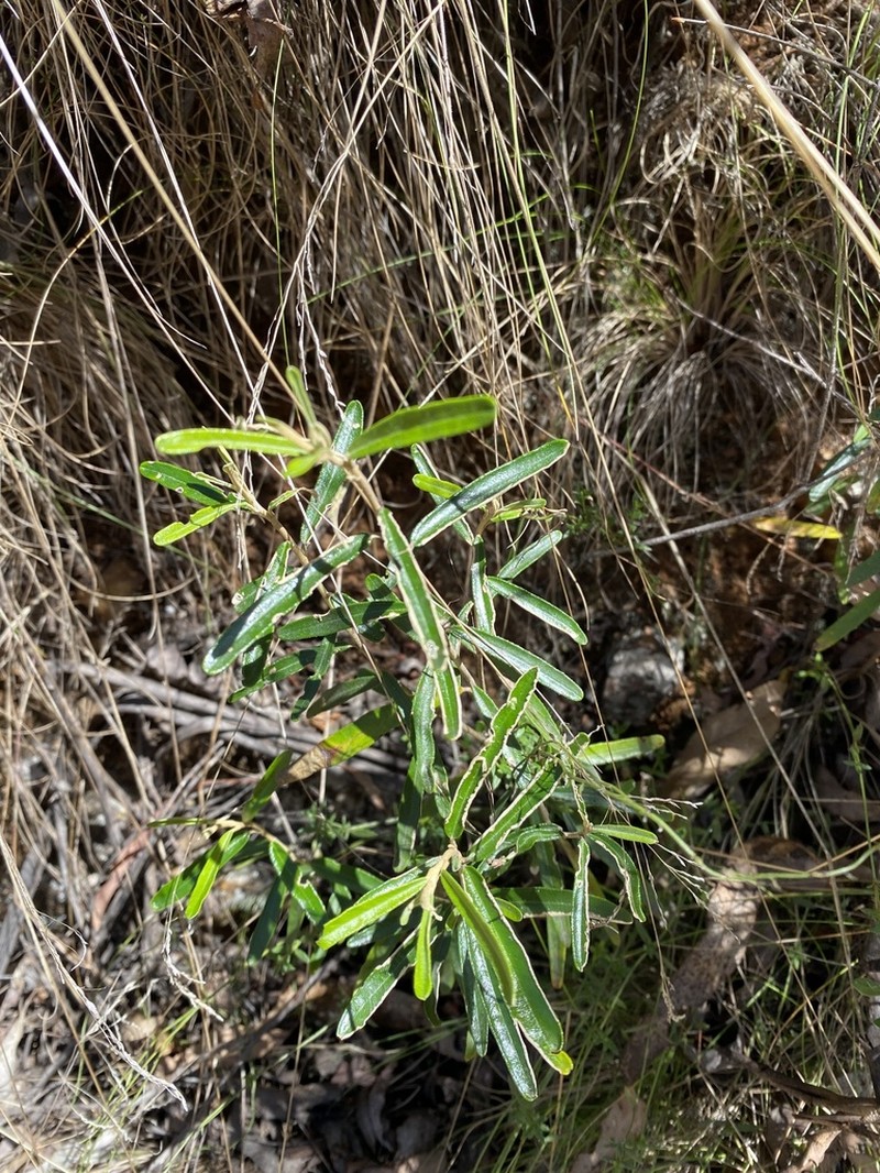 Astrotricha ledifolia photo 7