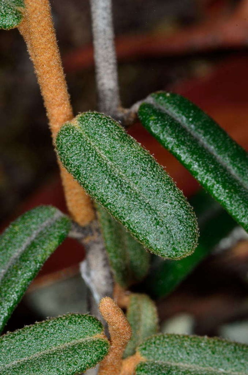 Astrotricha ledifolia photo 8