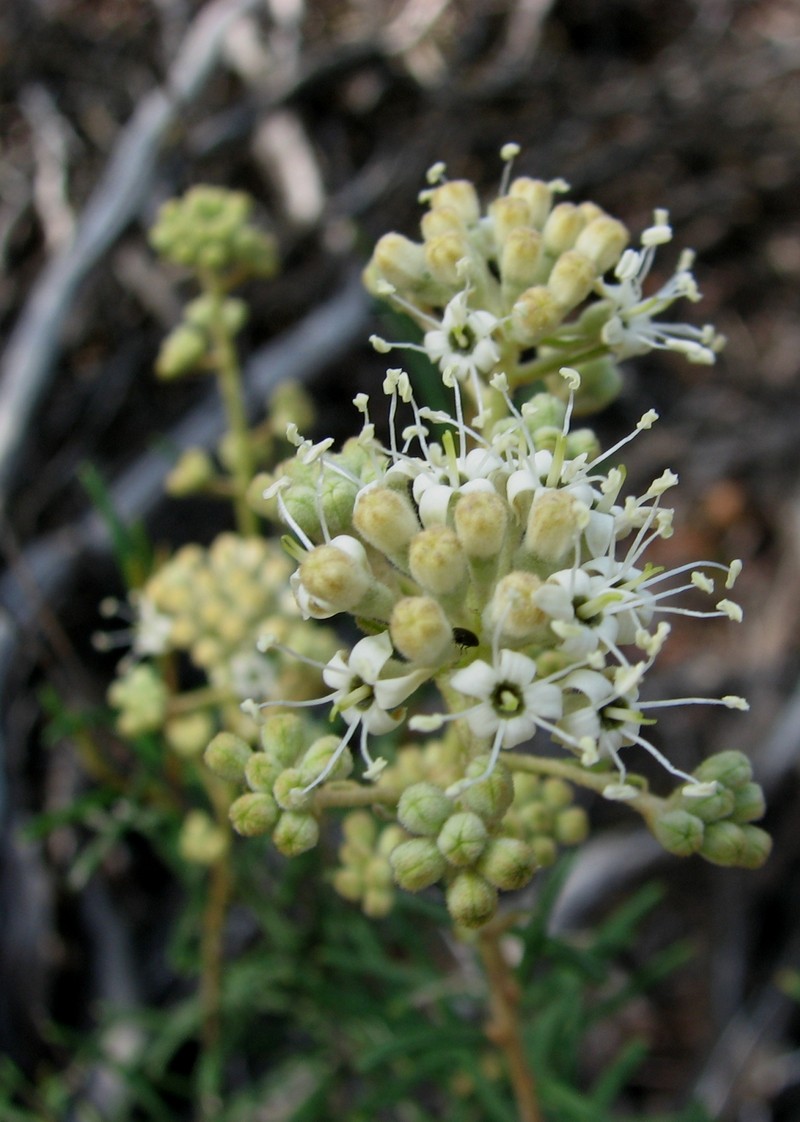 Astrotricha linearis