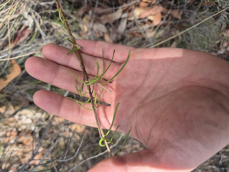 Astrotricha linearis photo 2