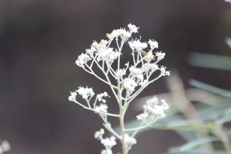Astrotricha linearis photo 3
