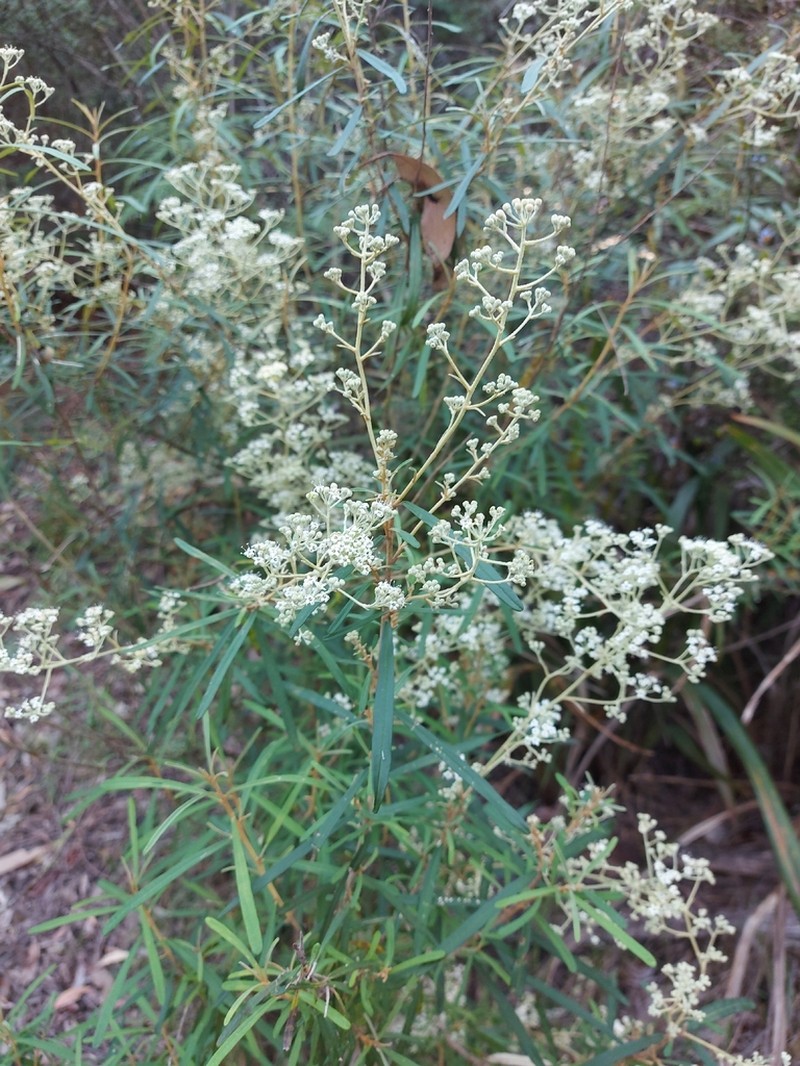 Astrotricha linearis photo 4