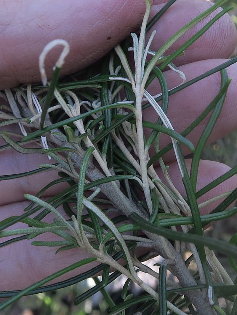 Astrotricha linearis photo 5